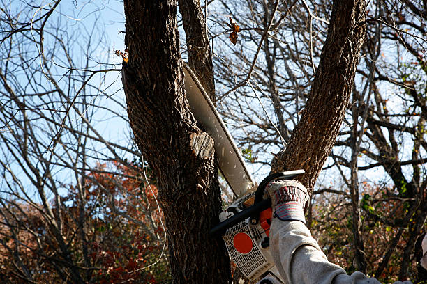 How Our Tree Care Process Works  in  Arden Hills, MN